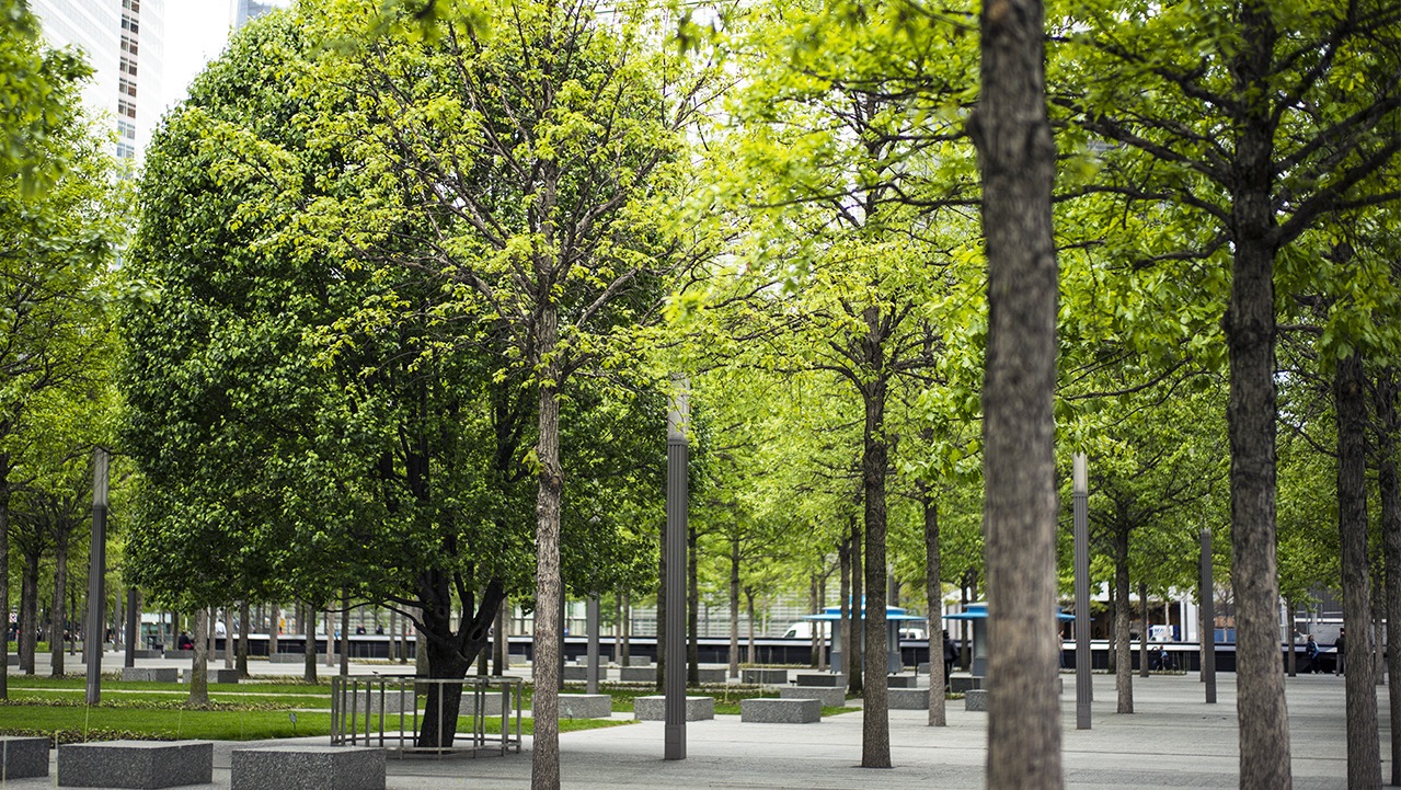 The Survivor Tree stands slightly to the left in this photograph of the Memorial plaza. The tree's dark green leaves are contrasted by the lighter green leaves of the trees on either side of it.  